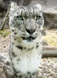 Shanti the Snow Leopard 