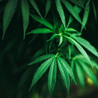 Legalization of Marijuana May be on November Ballot in Ohio