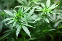 Legalization of Marijuana in Ohio