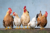 Chickens, Chickens, Chickens!: Cuyahoga Falls Considers New Zoning Regulations