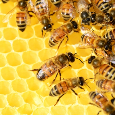 Bees Take Flight at the Akron-Canton Airport