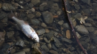 Toxic Train Derailment Kills More Than 40 Thousand Fish: ODNR
