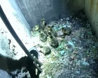VIDEO: North Canton Police Rescue Tiny Ducklings From Sewer