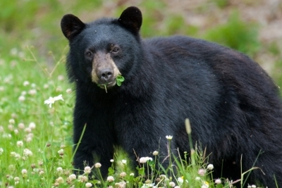 Black Bear Tracks Found in Cuyahoga Valley National Park