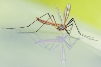 5 Cases of Malaria Reported in the US